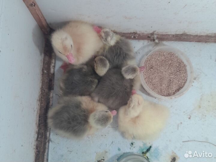 Гусята суточные