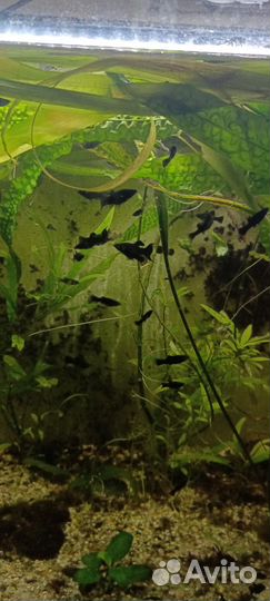 Аквариумное рыбки