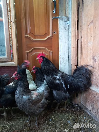 Яйца инкубационные брамы и других пород