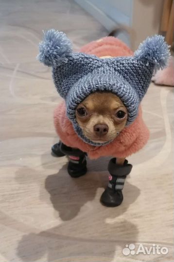 Одежда для маленьких собак