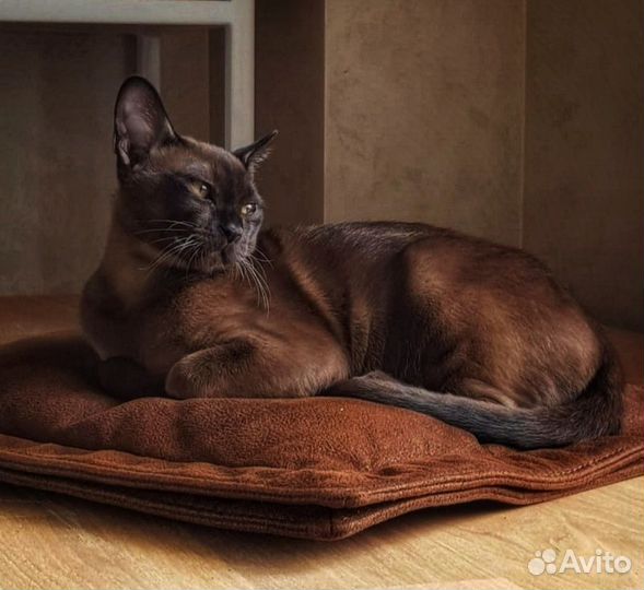 Бурманские котята