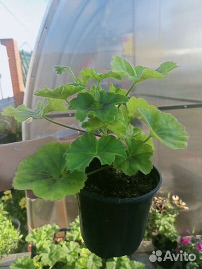 Пеларгонии сортовые