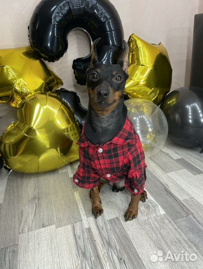 Вязка цвергпинчер