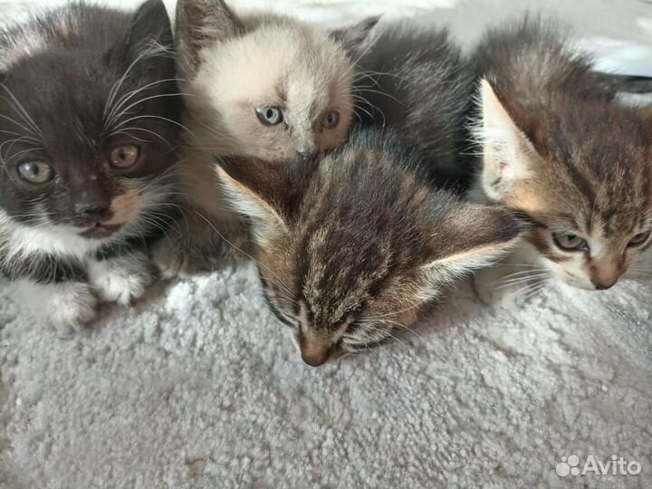 Котята