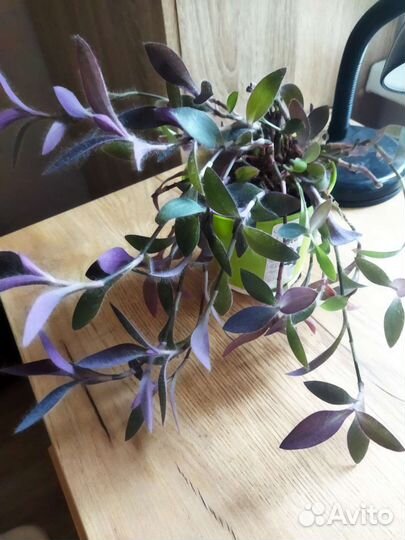 Традесканция фиолетовая