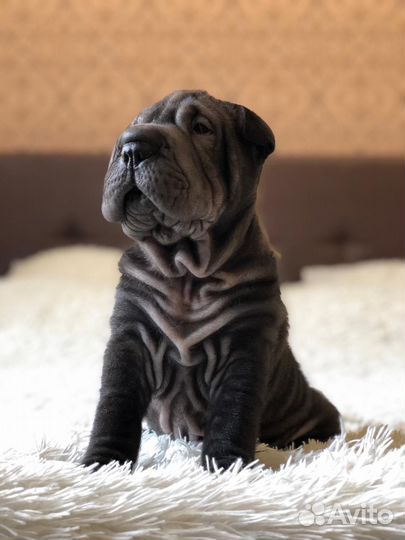 Щенки Шарпея