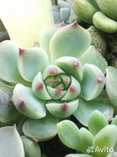 Эхеверии суккуленты в ассортименте
