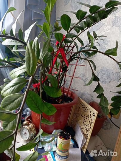 Замиокулькас