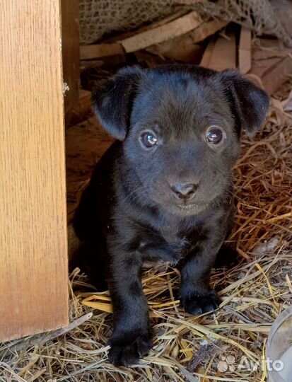 Щенки ягдтерьера