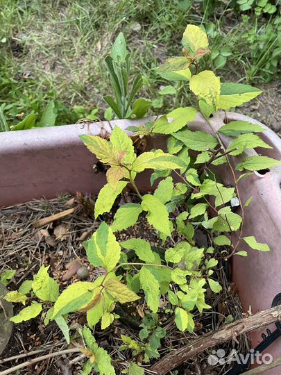 Спирея голдфлейм