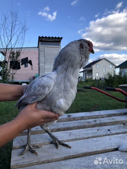 Молодой петушок Амераукана (Лаванда)