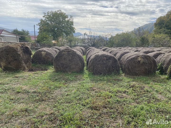 Сено прошлогодние