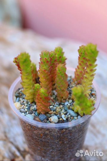 Набор суккулентов для сада