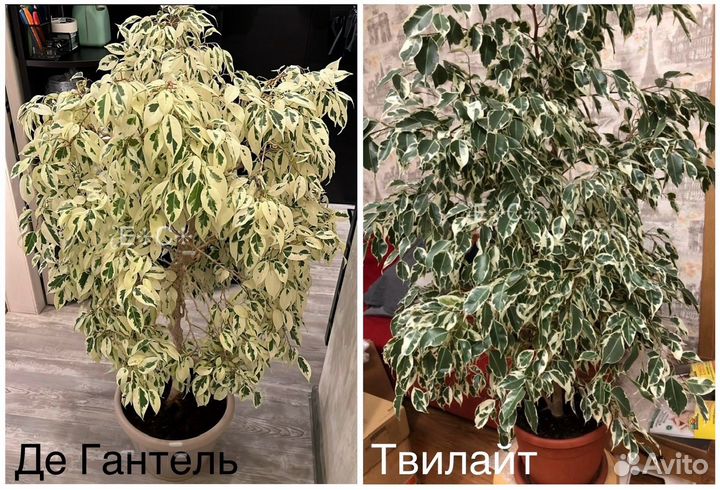 Фикус де Гантель Твилайт Триангулярис Голден Кинг