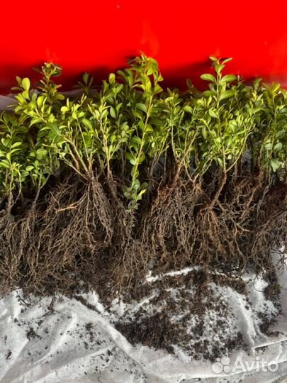 Черенки самшита