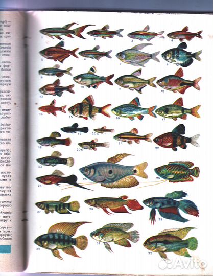 Твой аквариум