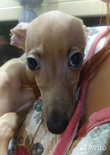 Левретка, мальчик