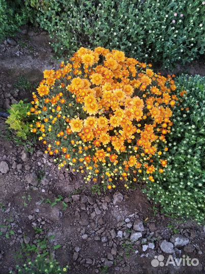 Хризантэмы