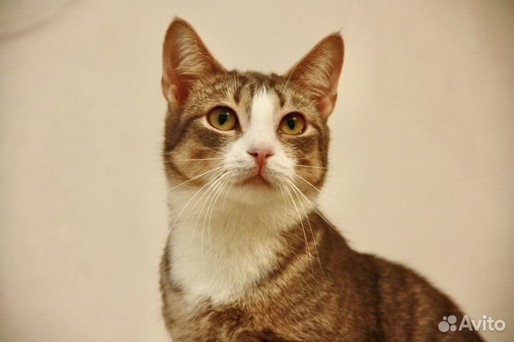 Мышка Малышка