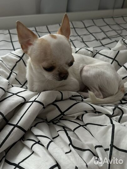 Вязка кобель чихуахуа Москва