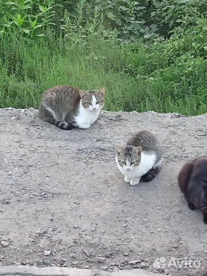 Котята в добрые руки