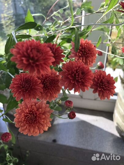 Хризантема