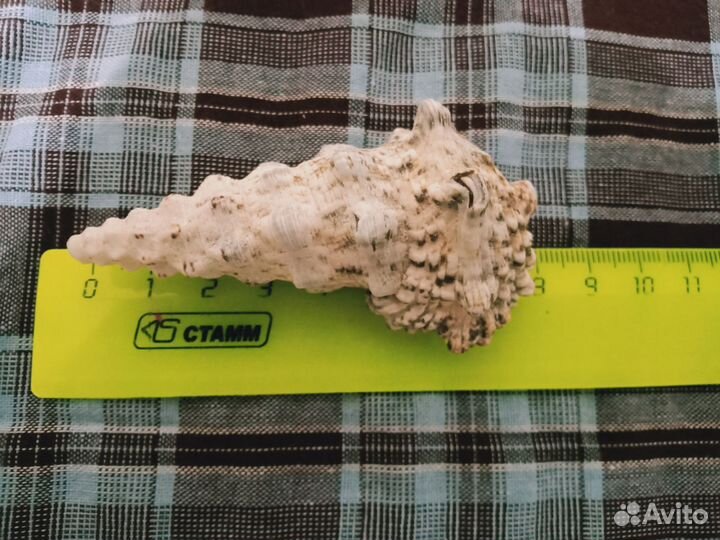 Морские ракушки раковины