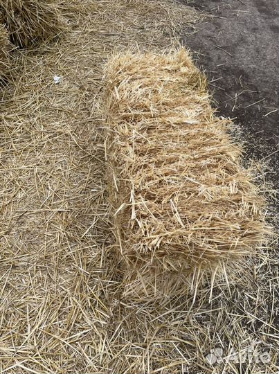 Солома в тюках пшеничная