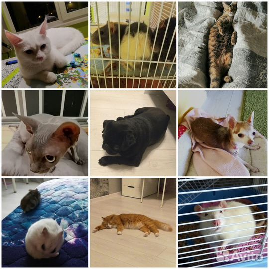 Передержка животных