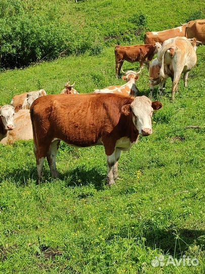 Продажа крс