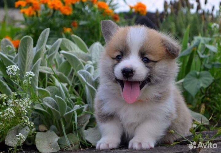 Вельш-корги пемброк щенки