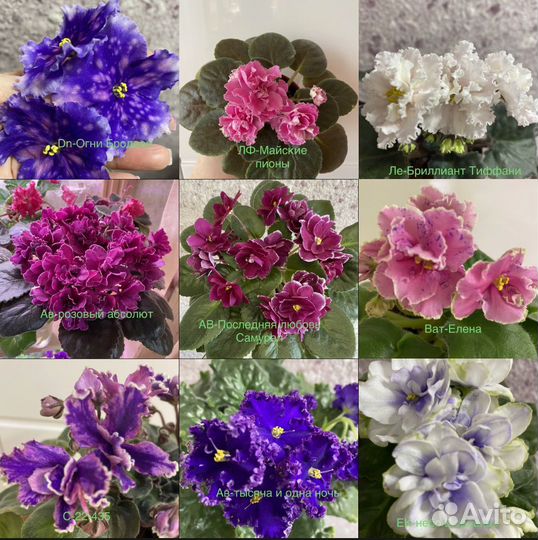 Сортовые фиалки