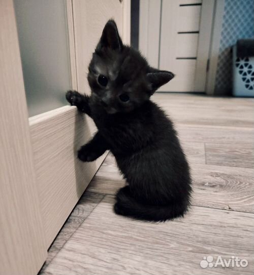 Котята Шотландской вислоухой