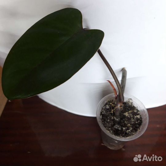 Гемантус, филодендрон, сингониум, кротон, фикус