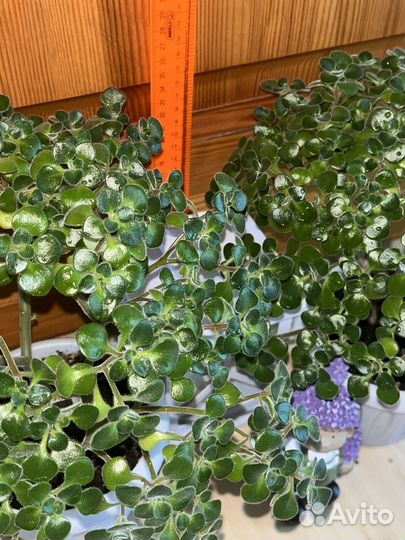 Аихризон - дерево любви