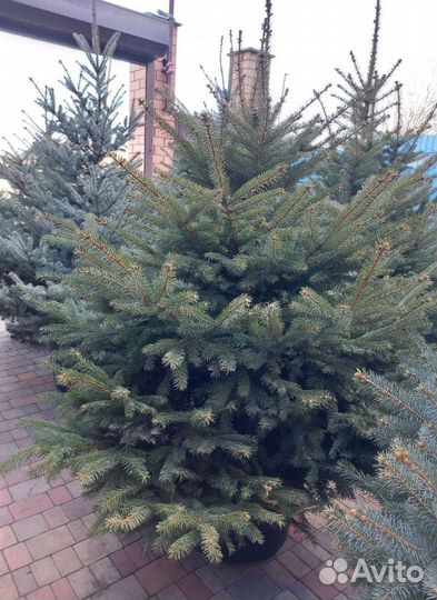 Ель Глаука формированная 1м