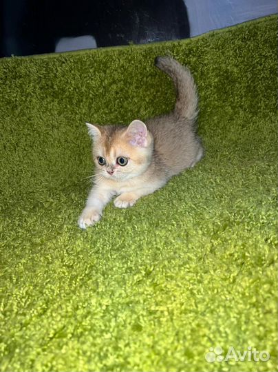 Золотые котята