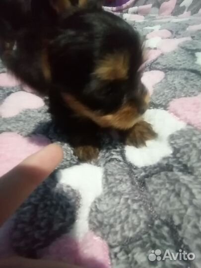 Йоркширский терьер щенки
