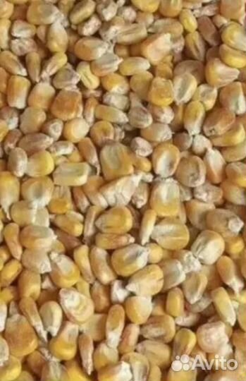 Кукуруза зерно