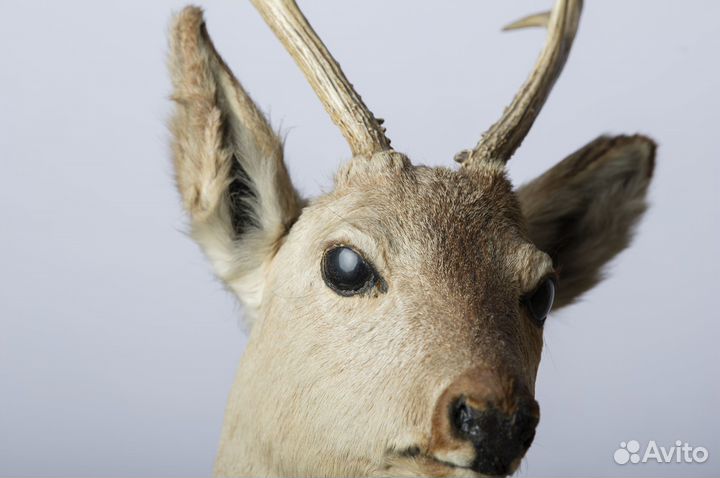 Чучело головы оленя