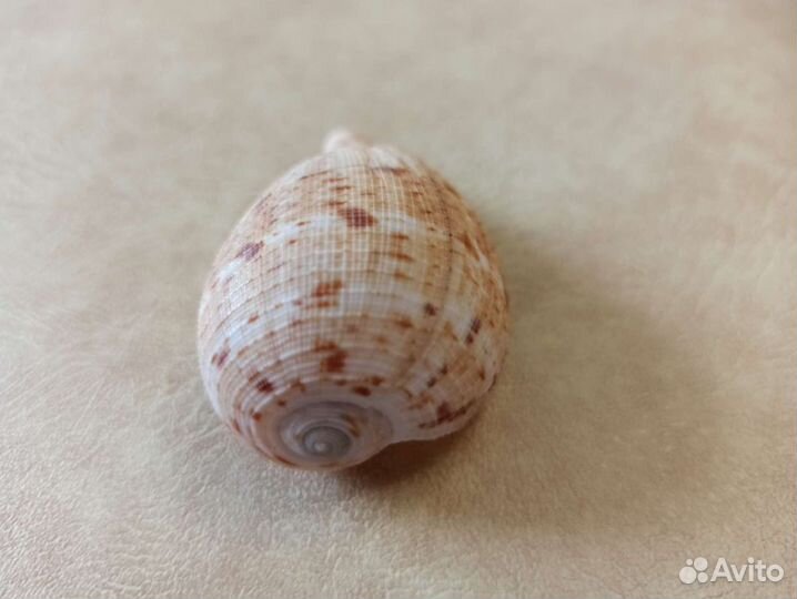 Морская раковина