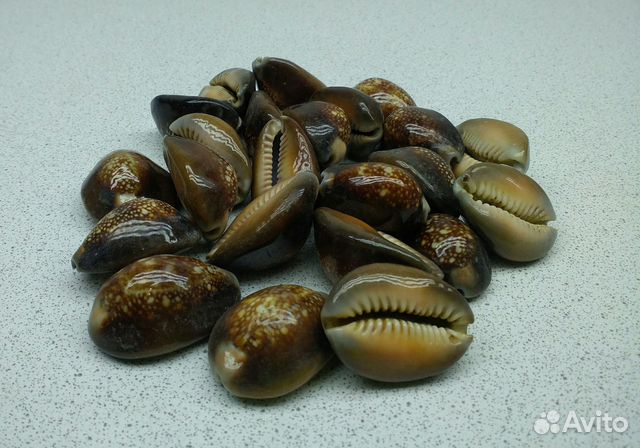 Капутсерпентус 2,5*3,1 морские ракушки раковины