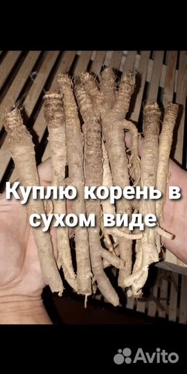 Корень солодки