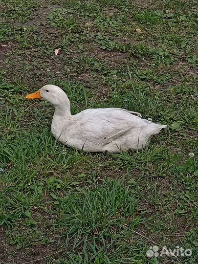 Утки башкирские