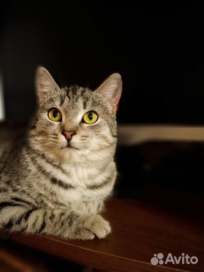 Кошечка в добрые руки