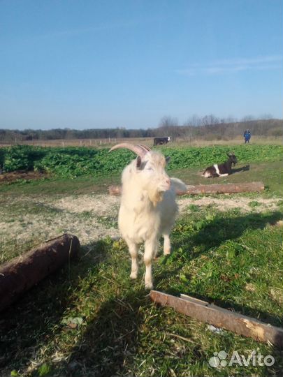 Козы,гуси,петухи