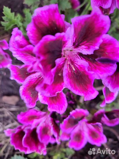 Герань пеларгония королевская