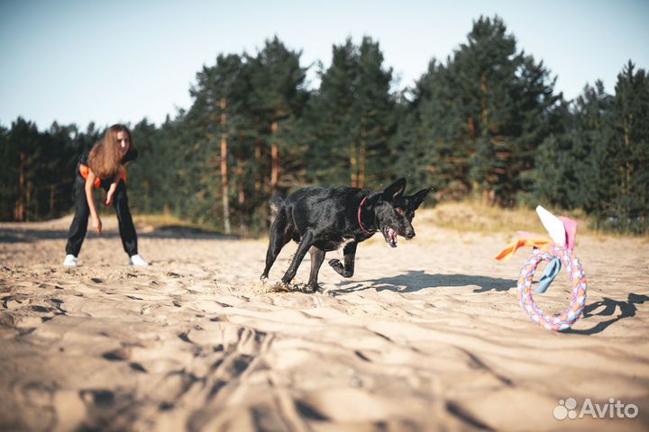Дрессировка и обучение собак. Кинолог
