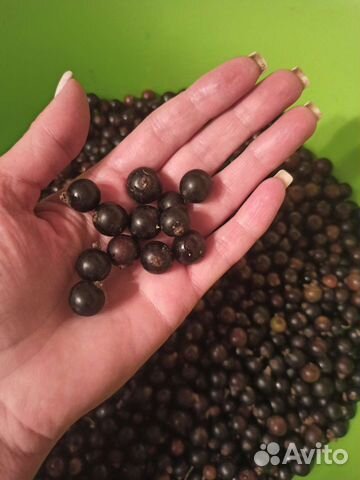 Герань пеларгония