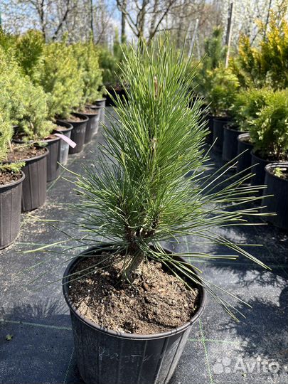 Хвойные растения